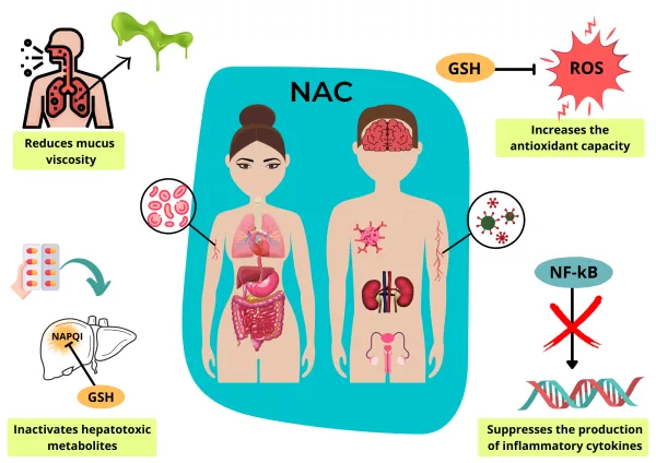NAC antioxidant and anti-inflammatory health benefits 